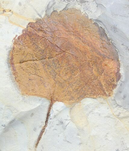 Fossil Leaf (Zizyphoides) - Montana #53295